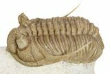 Exceptional Prochasmops Nasutus Trilobite - Russia #255350-1